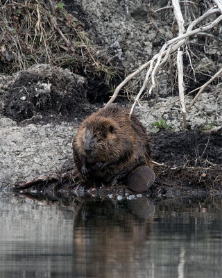 Beaver on the Bank.jpg
