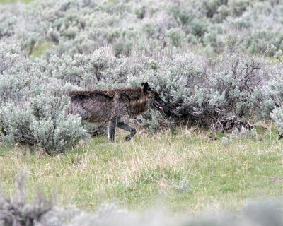 Wolf in the Sage.jpg