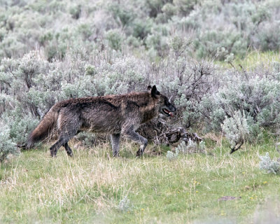 Lamar Canyon Wolf Near Soda Butte Cone.jpg