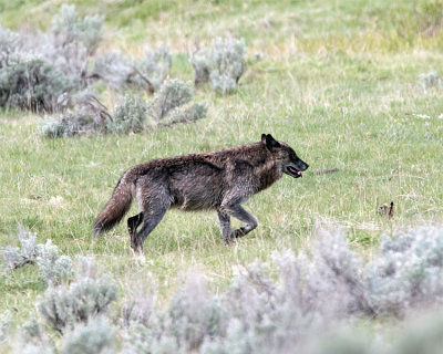 Lamar Canyon Wolf Heading Up the Hill.jpg