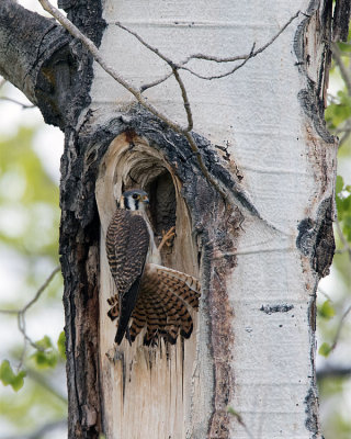 Female American Kestrel on the Nest.jpg