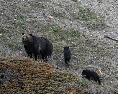 Grizzlies on the Hill.jpg