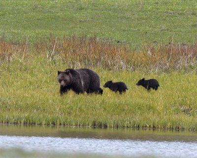 Grizzly Family Walking by the Water.jpg