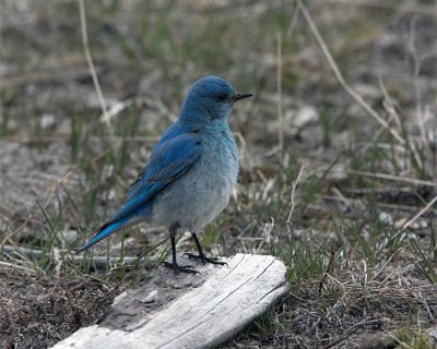 Mountain Bluebird on a Piece of Driftwood.jpg