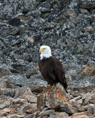 Bald Eagle at Floating Island Lake.jpg