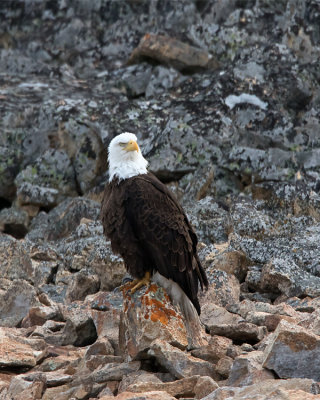 Eagle on the Rocks.jpg