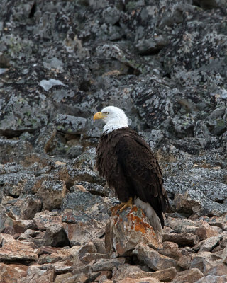 Bald Eagle Hunting at Floating Island.jpg