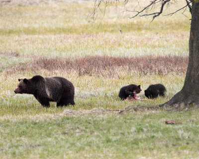 Blaze and Her Cubs Near Pelican Creek.jpg
