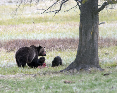 Blaze and Cubs Eating Under the Tree.jpg