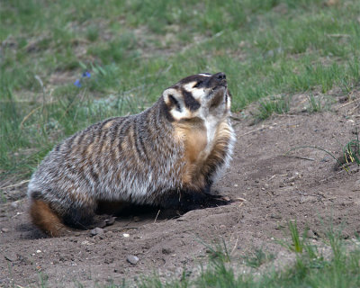 Badger with his Nose in the Air.jpg