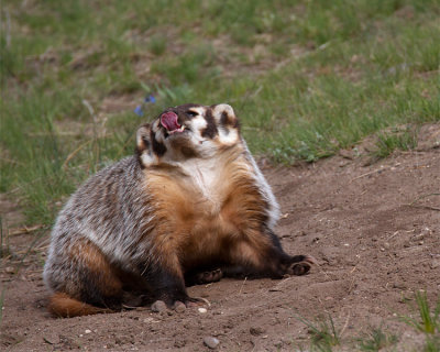 Badger at Slough Creek Licking his Nose.jpg