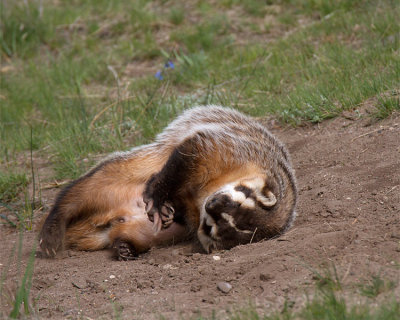 Badger Rolling in the Dirt.jpg