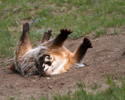 Badger Stretching.jpg