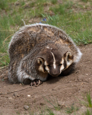 Squinty Eyed Badger.jpg