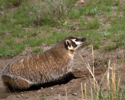 Badger at Slough Creek.jpg