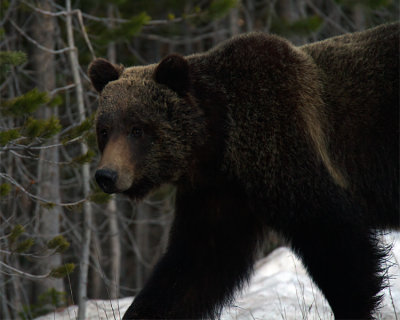 Grizzly on the Road to West Thumb.jpg