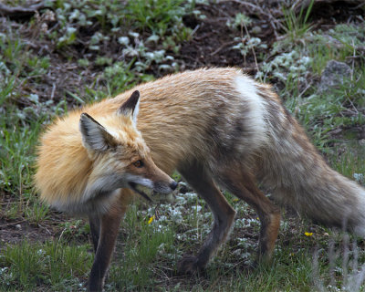 Fox with Duck Chick.jpg