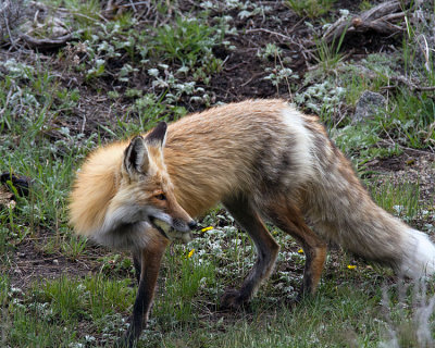 Red Fox with a Duckling in its Mouth.jpg