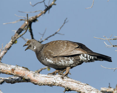 Grouse Hen in a Tree at Lake Butte.jpg