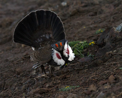 Dusky Grouse Puffing Up.jpg