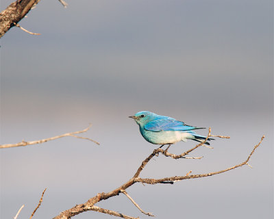 Mountain Bluebird at Lake Butte.jpg