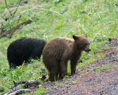 Black Bear Cubs.jpg