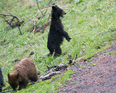 Bear Cub Standing.jpg