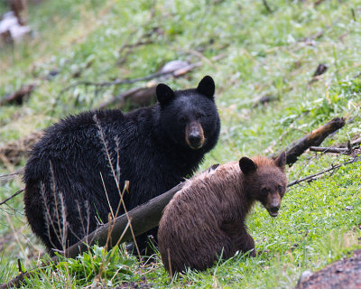 Black Bear with Cinammon Cub.jpg