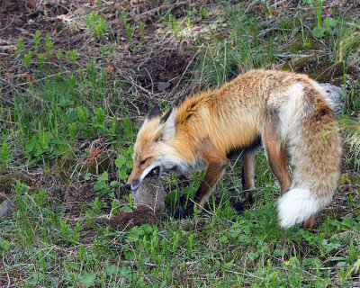 Fox Killing a Squirrel.jpg