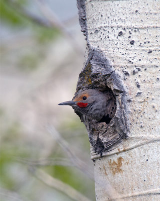 Flicker in the Nest.jpg