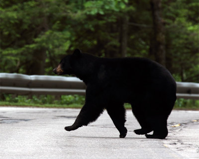 Black Bear in New Hampshire.jpg