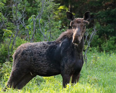 Maine Moose.jpg