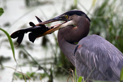 Heron with Fish in Mouth.jpg