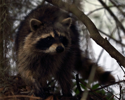 Racoon on Marsh Rabbit Run.jpg