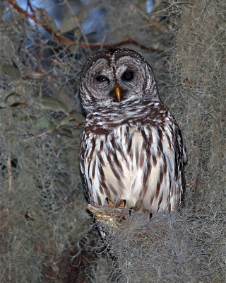 Owl in the Moss.jpg