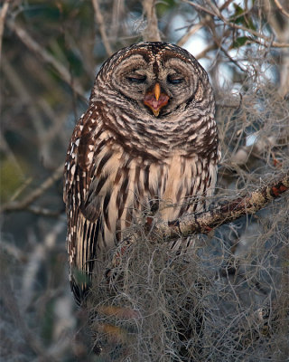 Barred Owl Yawning.jpg