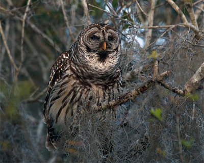 Owl Hooting.jpg