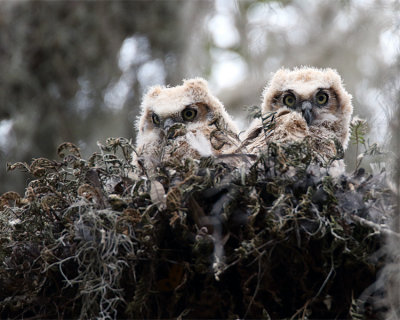Great Horned Owl Chicks.jpg