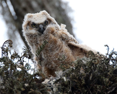 Owl Chick.jpg