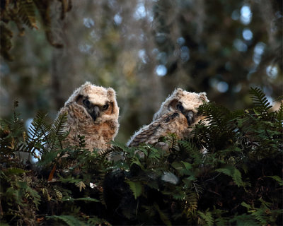 Great Horned Owl Fledglings.jpg