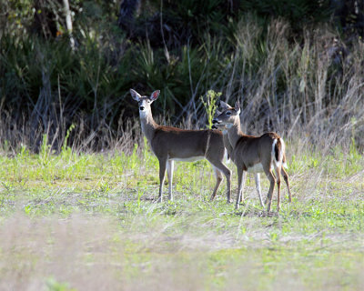 Deer in the Field.jpg