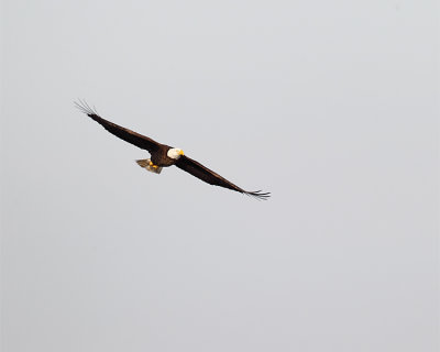Bald Eagle At the Lake.jpg