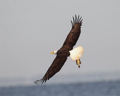 Bald Eagle Fishing.jpg
