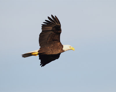 Bald Eagle Flying.jpg