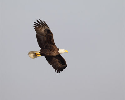 Bald Eagle in Flight.jpg