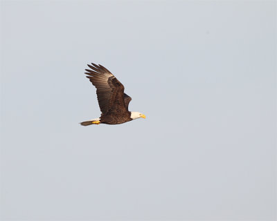 Bald Eagle on the Wing.jpg