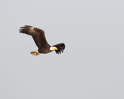 Bald Eagle Over Lake Kissimmee.jpg