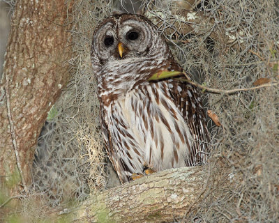 Barred Owl Hiding.jpg