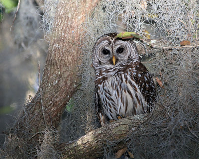 Barred Owl in the Tree.jpg