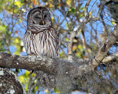 Barred Owl on a Branch.jpg